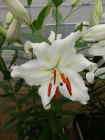 [4293 White Hero VWS No02.JPG]